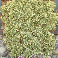 Landscape Plants>Roger's Gardens Euonymus Jap. 'Chollipo' - Chollipo Euonymus - 1 Gallon