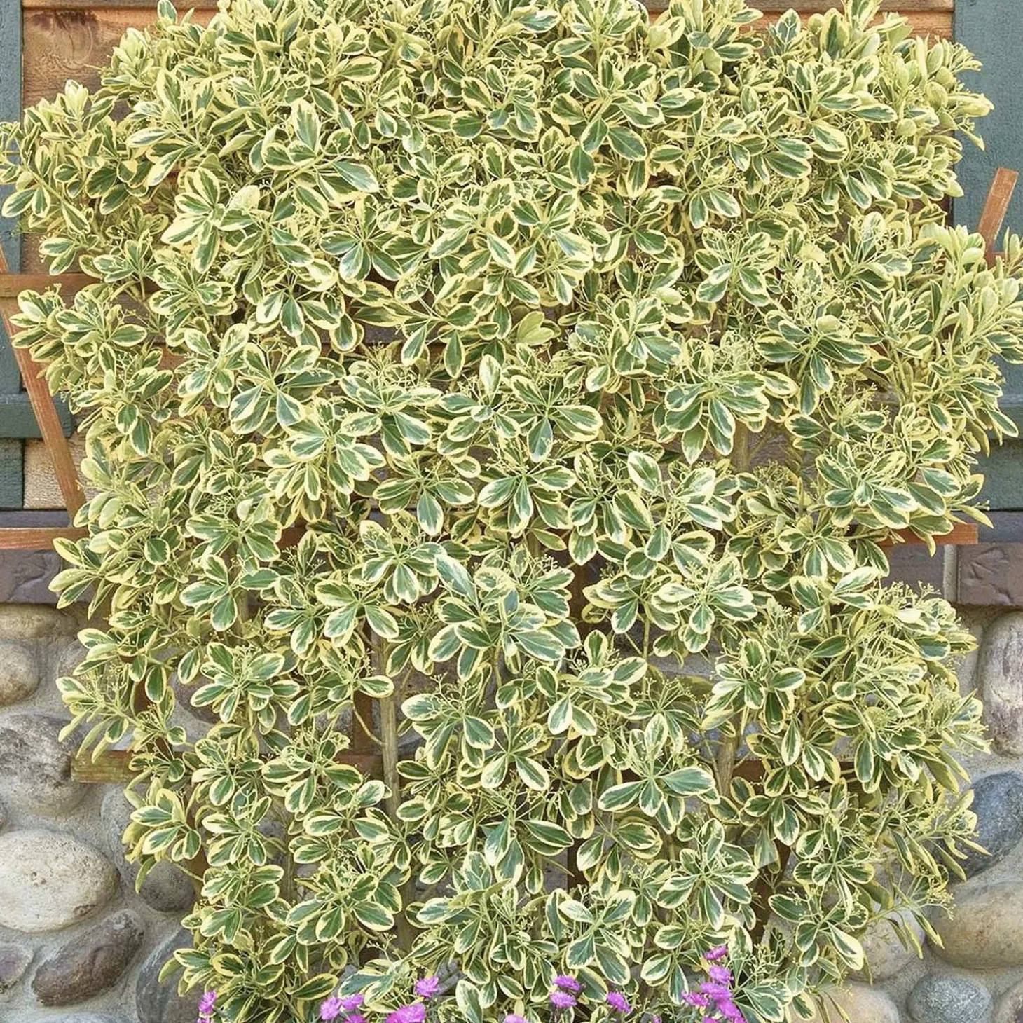 Landscape Plants>Roger's Gardens Euonymus Jap. 'Chollipo' - Chollipo Euonymus - 1 Gallon