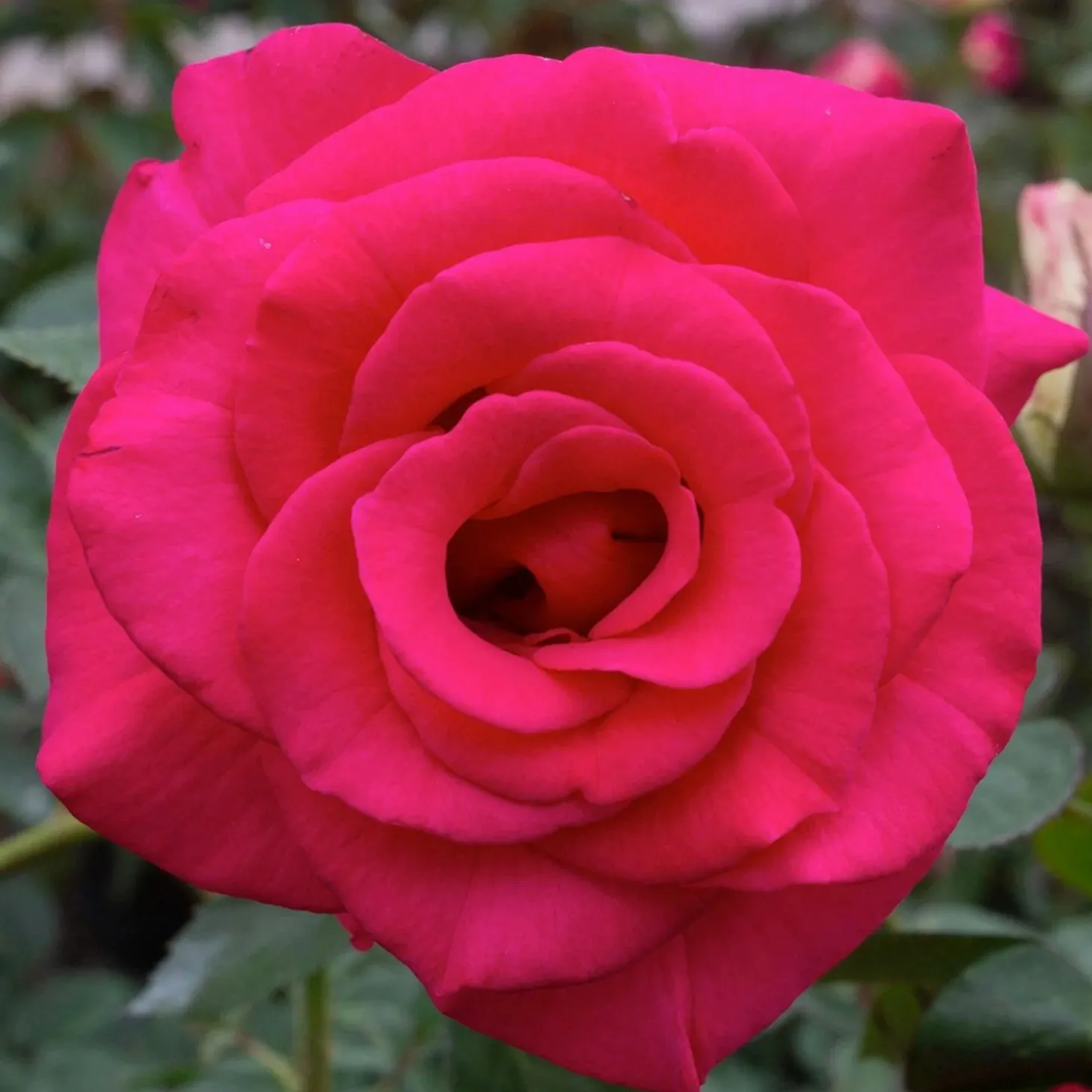 Roses>Roger's Gardens Fame! - 5 Gallon