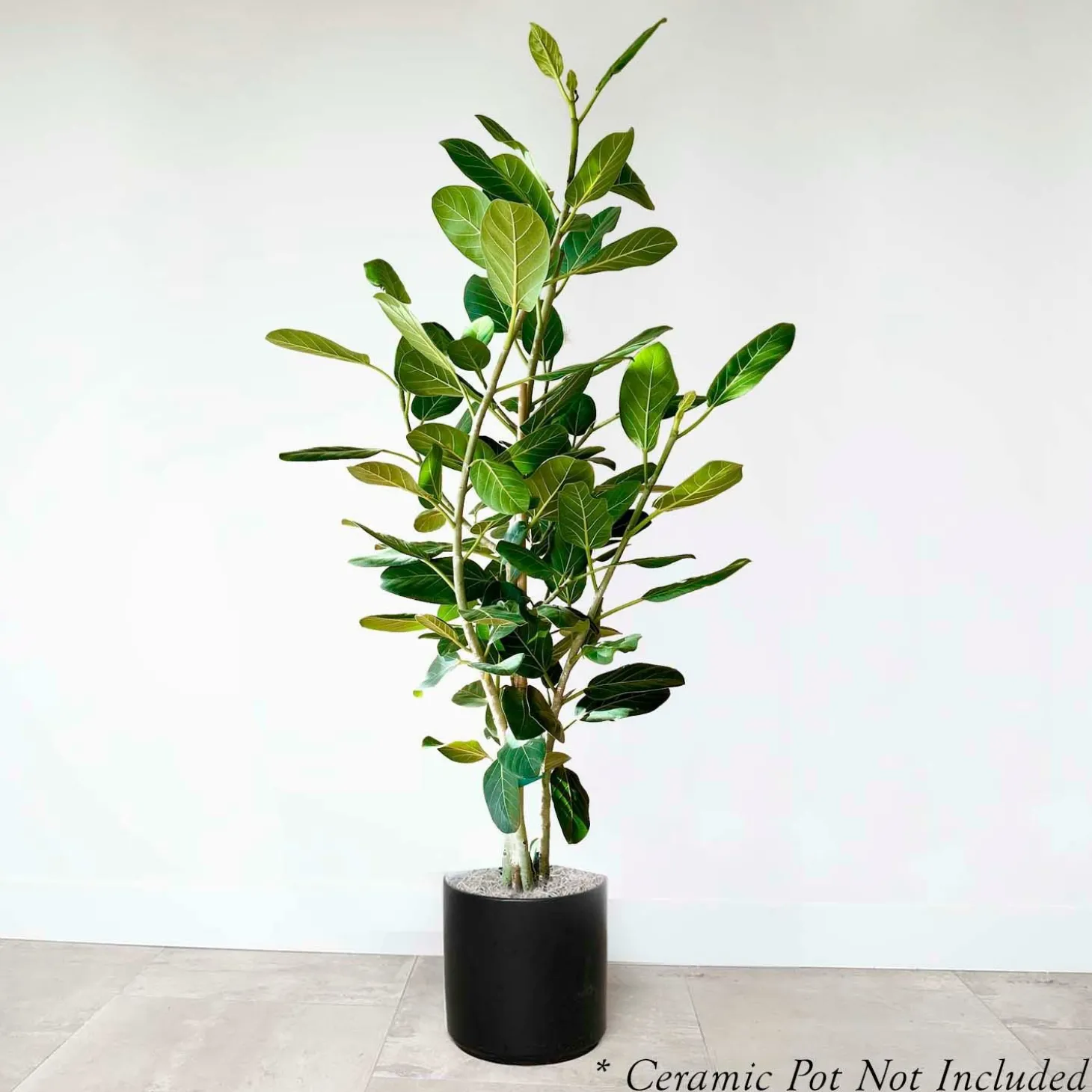 Indoor Plants>Roger's Gardens Ficus 'Audrey' 5.5' Column - 14" Pot