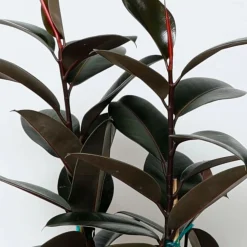 Indoor Plants>Roger's Gardens Ficus Decora 'Burgundy' Bush - Rubber Tree - 10" Pot