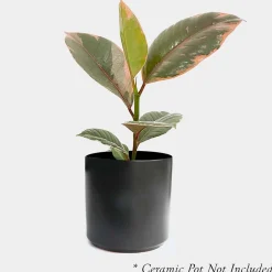 Indoor Plants>Roger's Gardens Ficus Decora 'Ruby Pink' - Rubber Tree - 4" Pot