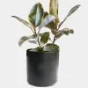 Indoor Plants>Roger's Gardens Ficus Decora 'Tineke' - Rubber Tree - 4" Pot