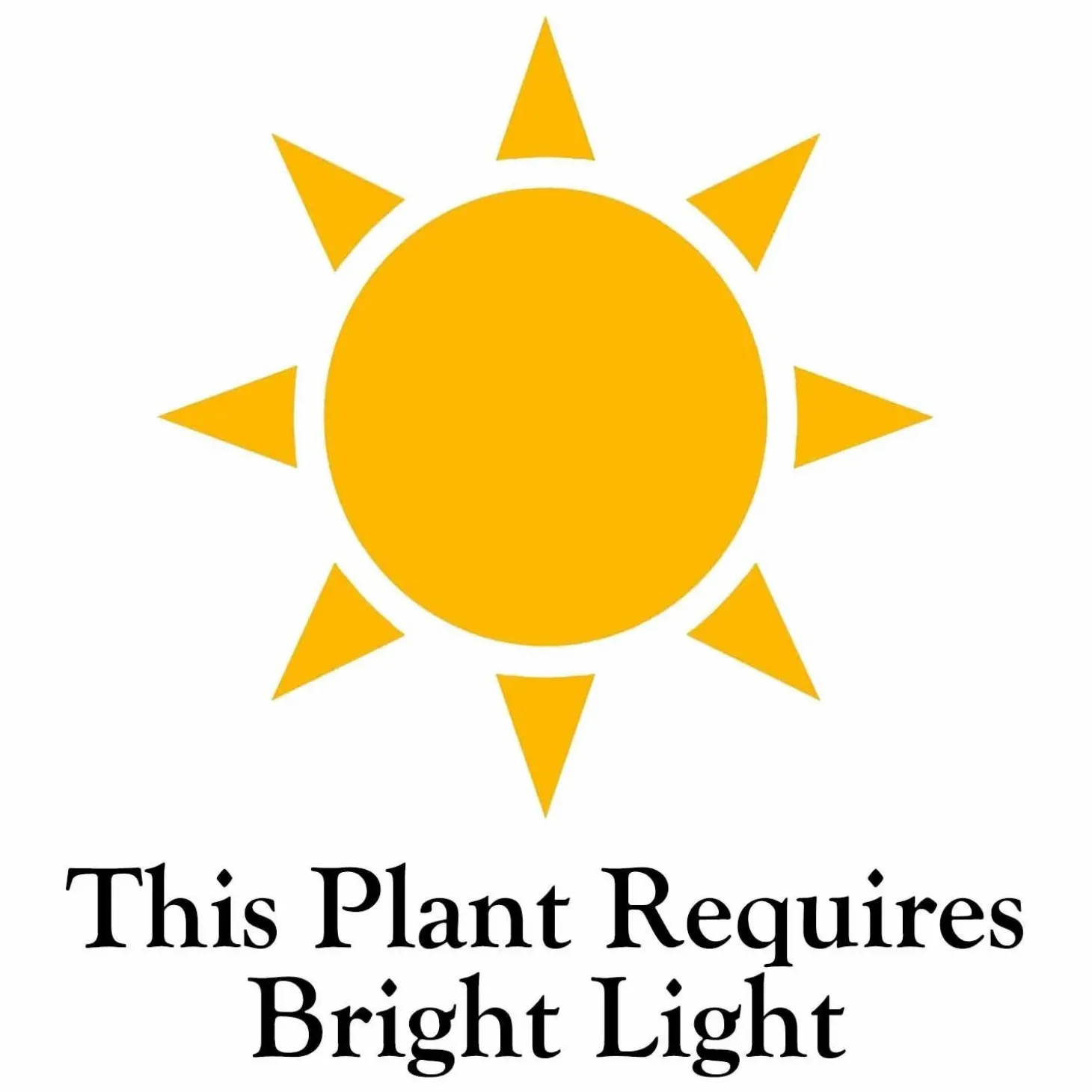 Indoor Plants>Roger's Gardens Ficus Lyrata - Fiddleleaf Fig - 4" Pot