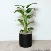 Indoor Plants>Roger's Gardens Ficus Lyrata - Fiddleleaf Fig - 8" Pot