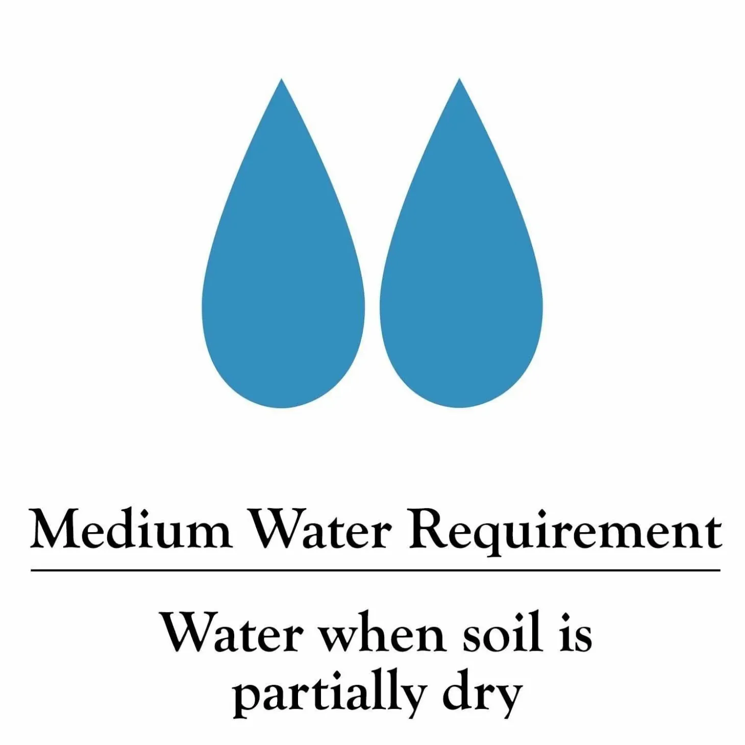 Indoor Plants>Roger's Gardens Ficus Lyrata - Fiddleleaf Fig - 8" Pot
