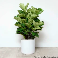 Indoor Plants><noscript><img width=