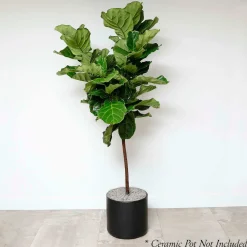 Indoor Plants>Roger's Gardens Fiddle Leaf Std - Ficus Lyrata - 14In