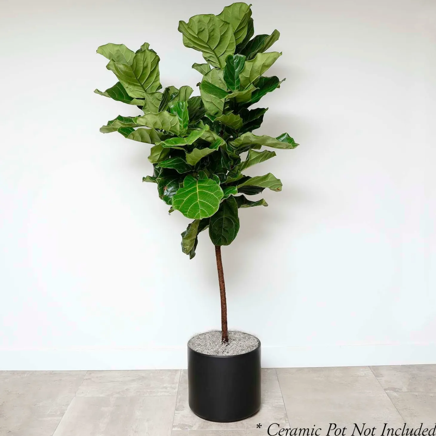Indoor Plants>Roger's Gardens Fiddle Leaf Std - Ficus Lyrata - 14In