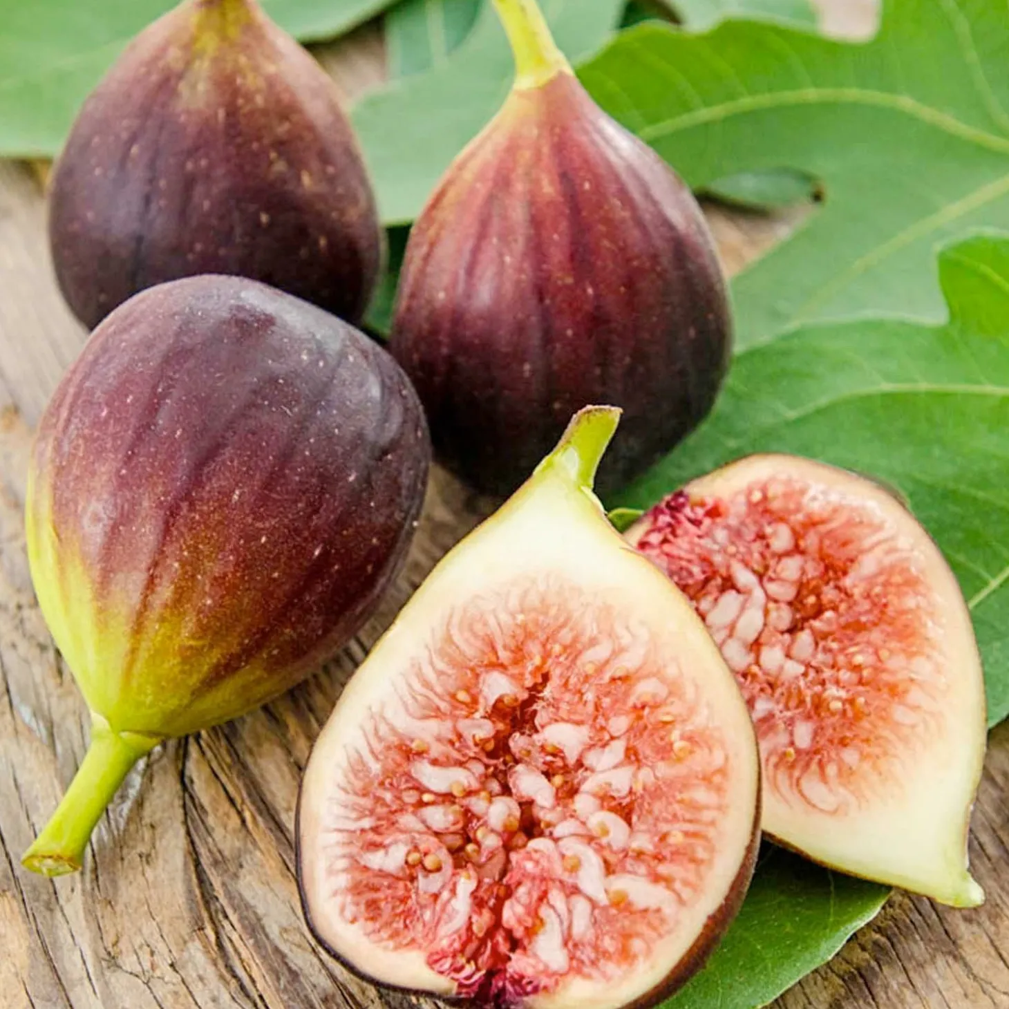 Fruit Trees>Roger's Gardens Fig 'Improved Brown Turkey' - #15 Gallon