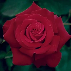 Roses>Roger's Gardens Firefighter - 5 Gallon