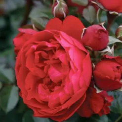 Roses>Roger's Gardens Florentina Arbo - Climbing - Staked - 15 Gallon
