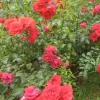Landscape Plants>Roger's Gardens Flower Carpet Fc Scarlet® Pp - 5 Gallon