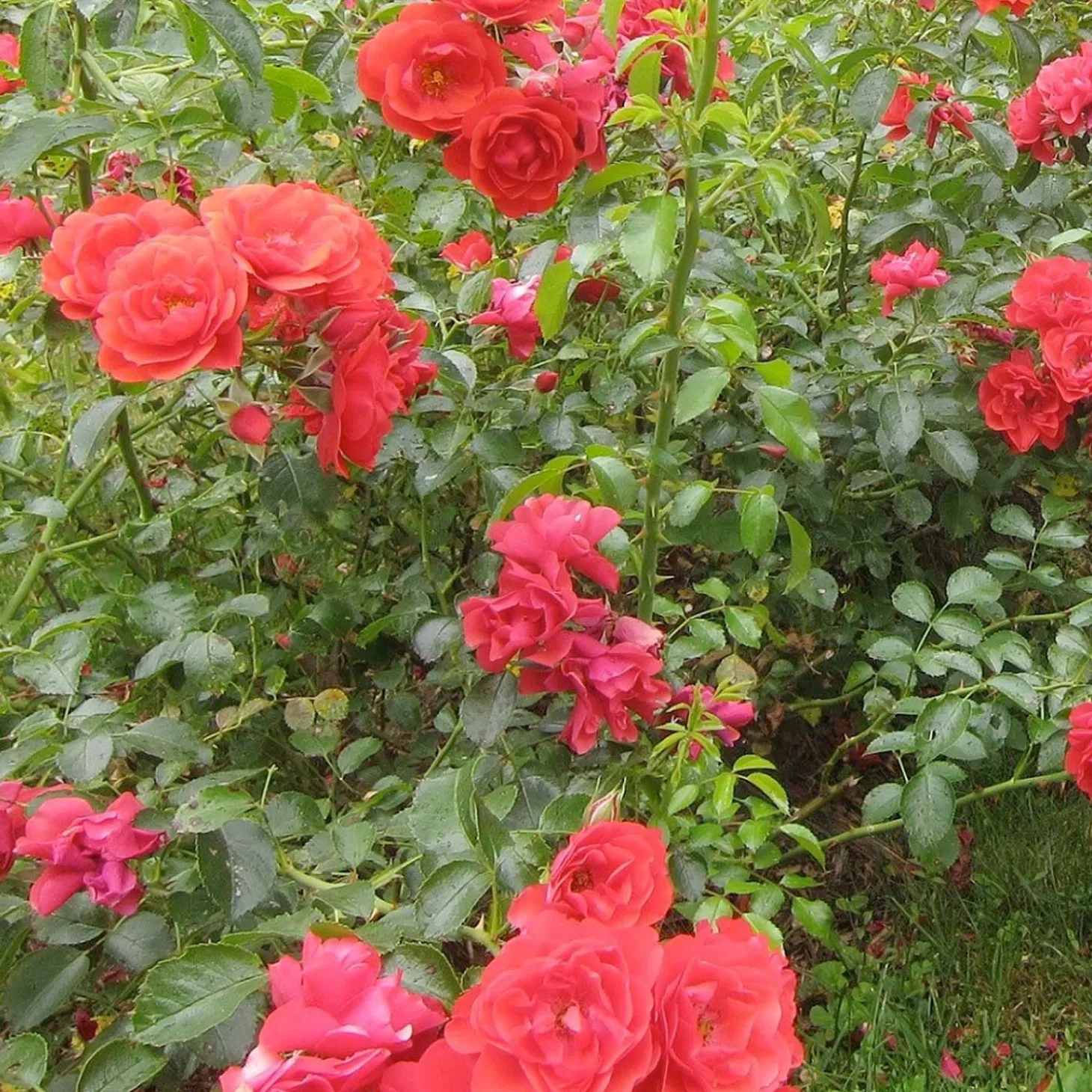 Landscape Plants>Roger's Gardens Flower Carpet Fc Scarlet® Pp - 5 Gallon