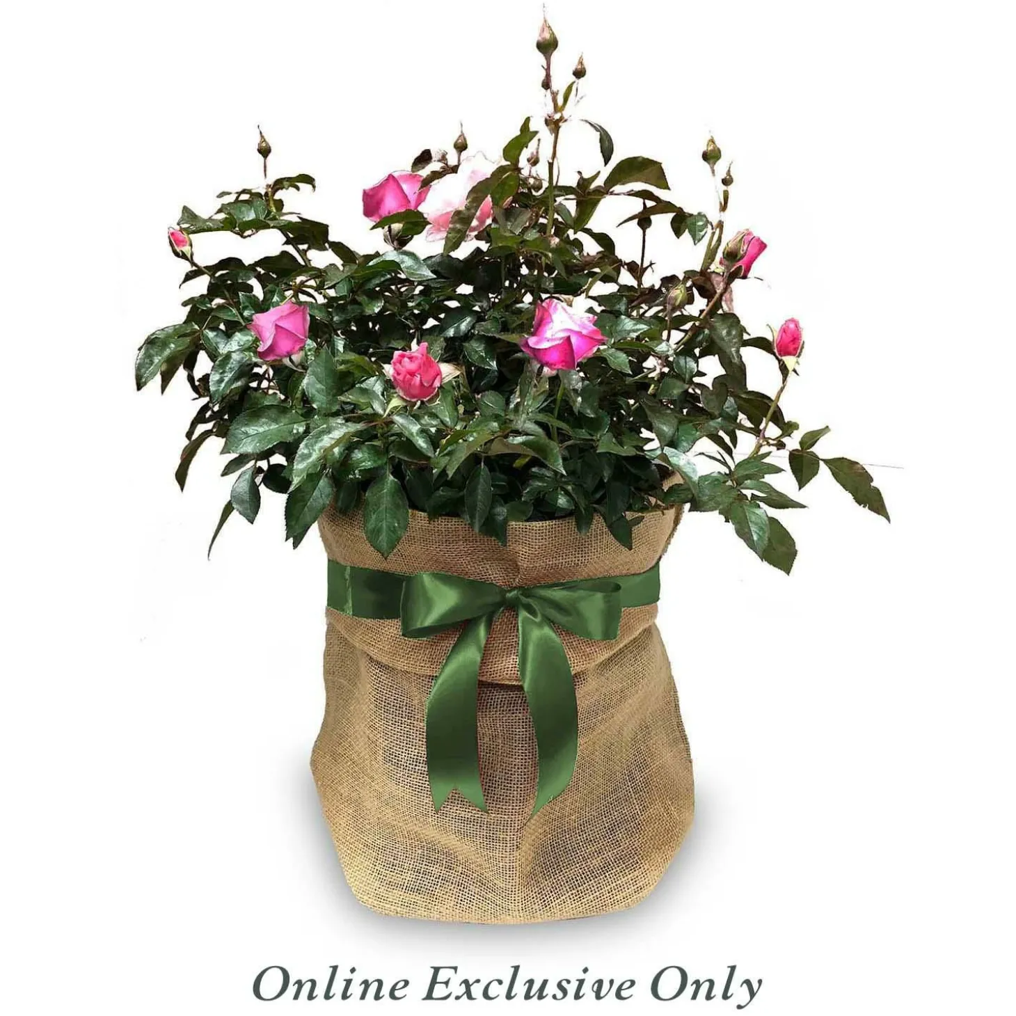 Landscape Plants>Roger's Gardens Flower Carpet Fc Scarlet® Pp - 5 Gallon