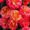 Roses>Roger's Gardens Frida Kahlo - 5 Gallon