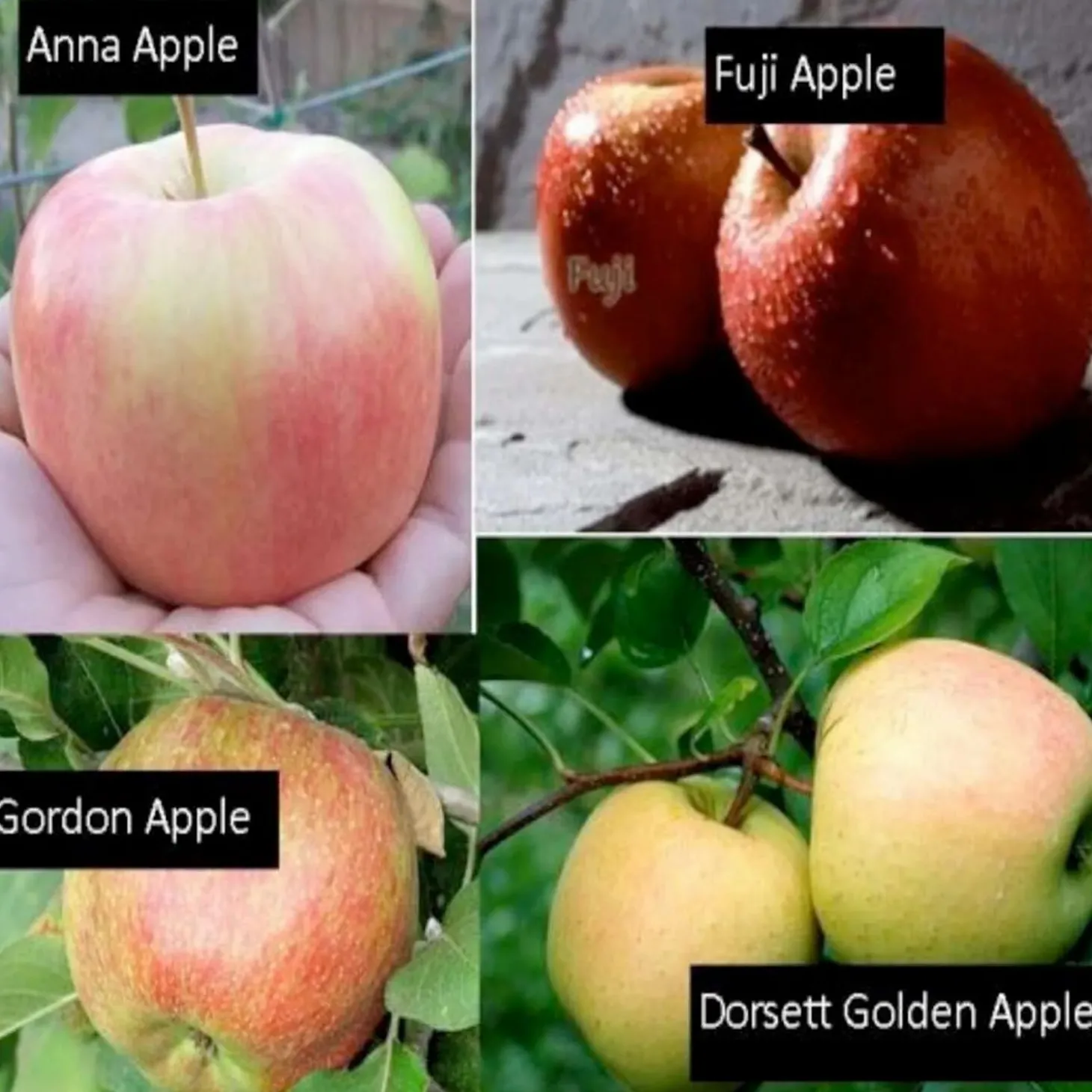Fruit Trees>Roger's Gardens Fruit Salad Espalier- Apple Semi-Dwarf - 3 On 1 - 3-Tier - #15 Gallon