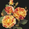 Roses>Roger's Gardens George Burns - 5 Gallon