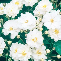 Roses>Roger's Gardens Gourmet Popcorn - 5 Gallon