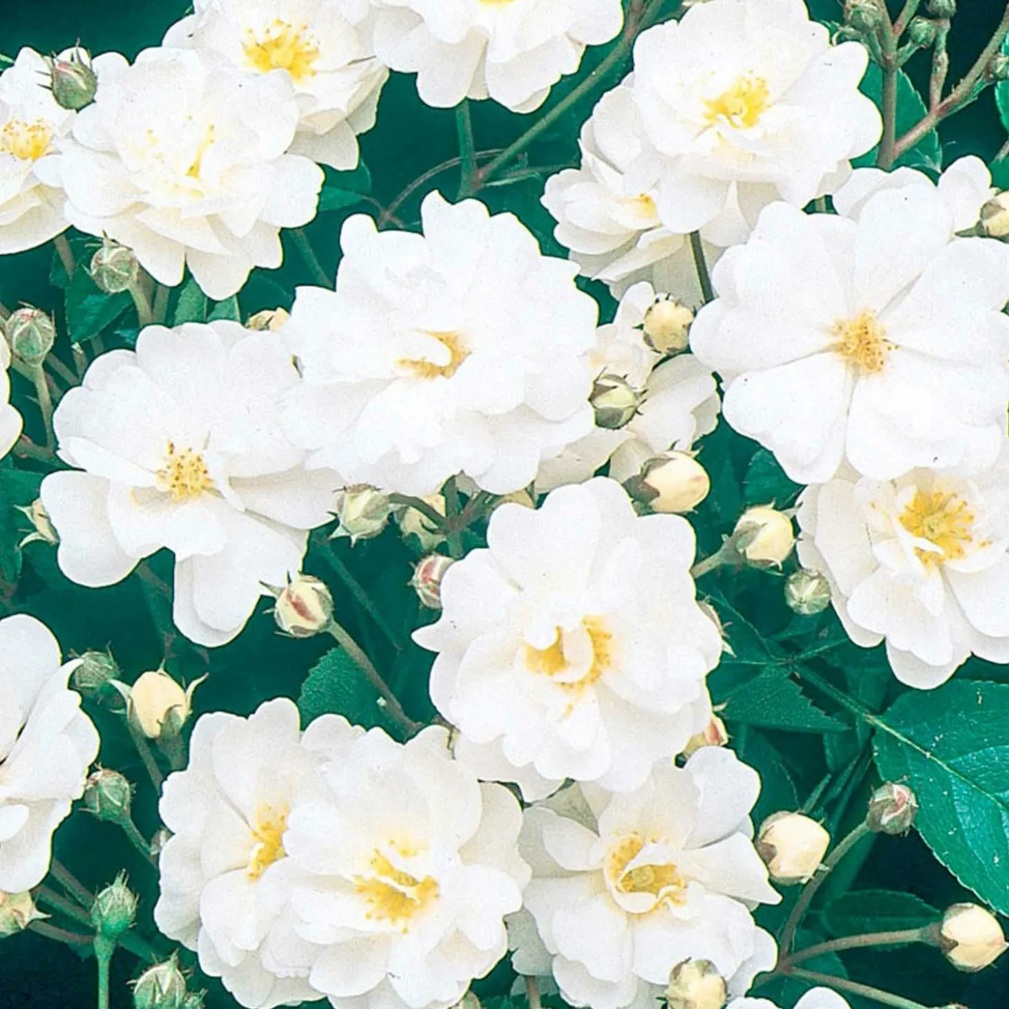 Roses>Roger's Gardens Gourmet Popcorn - 5 Gallon