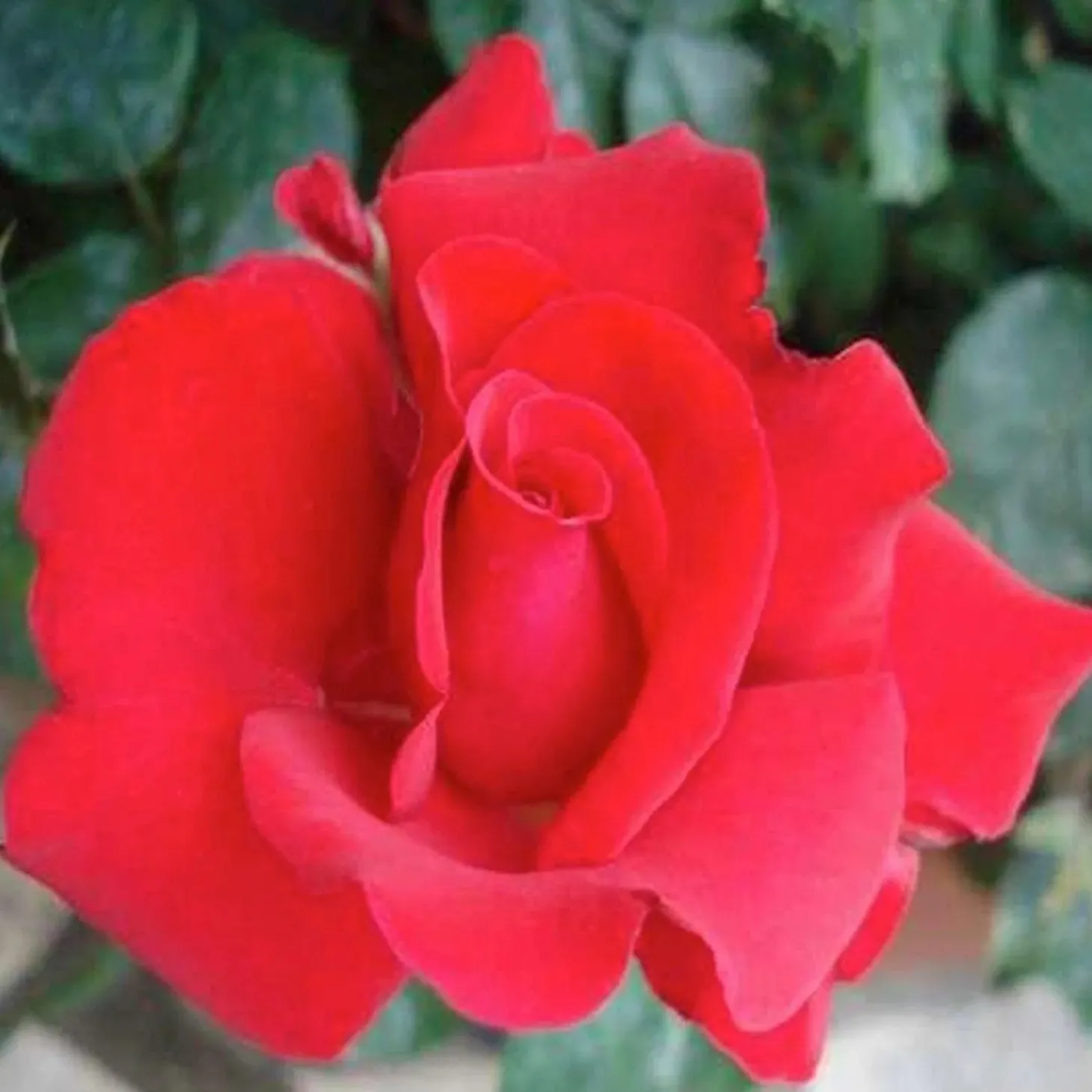 Roses>Roger's Gardens Grande Amore Eleganza - 5 Gallon