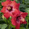 Landscape Plants>Roger's Gardens Hibiscus Rosa-S. 'Jazzy Jewel Ruby'® Ppaf - Jazzy Jewel Ruby Hibiscus - 2 Gallon