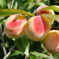 Landscape Plants>Roger's Gardens Honey Babe Miniature Peach - 7 Gallon