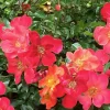 Roses>Roger's Gardens Incendio - 5 Gallon