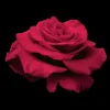 Roses>Roger's Gardens In The Mood -36" Tree - 15 Gallon