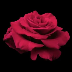Roses>Roger's Gardens In The Mood -36" Tree - 15 Gallon