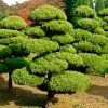 Landscape Plants>Roger's Gardens Juniperus Chinensis 'Torulosa' - Hollywood Juniper - Oriental Pompom - 10 Gallon