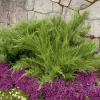 Landscape Plants>Roger's Gardens Juniperus Chin. 'Mint Julep'® - Mint Julep Juniper - 2 Gallon