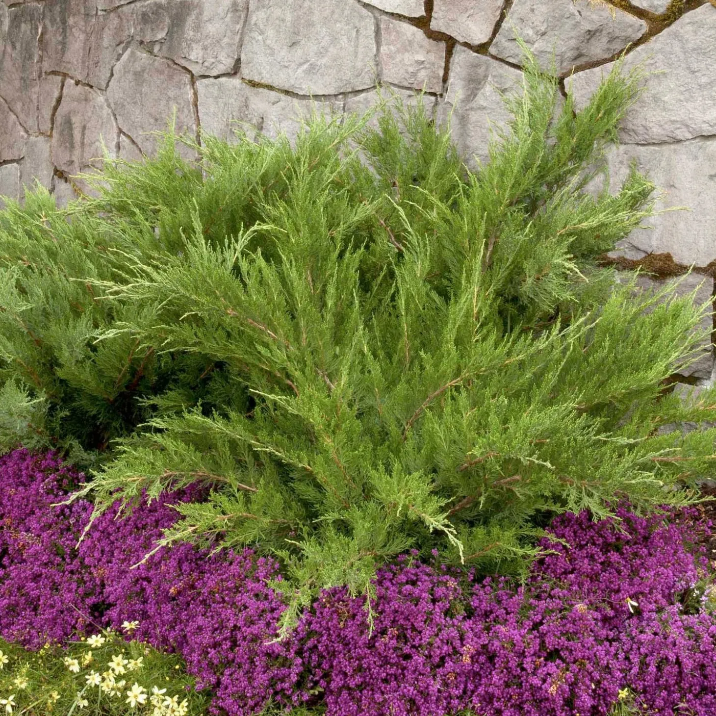 Landscape Plants>Roger's Gardens Juniperus Chin. 'Mint Julep'® - Mint Julep Juniper - 2 Gallon
