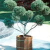 Landscape Plants>Roger's Gardens Juniperus Chin. 'Mint Julep'® - Mint Julep Juniper - Pompom - 5 Gallon