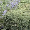 Landscape Plants>Roger's Gardens Juniperus Horiz. 'Icee Blue'® - Icee Blue Juniper - 2 Gallon