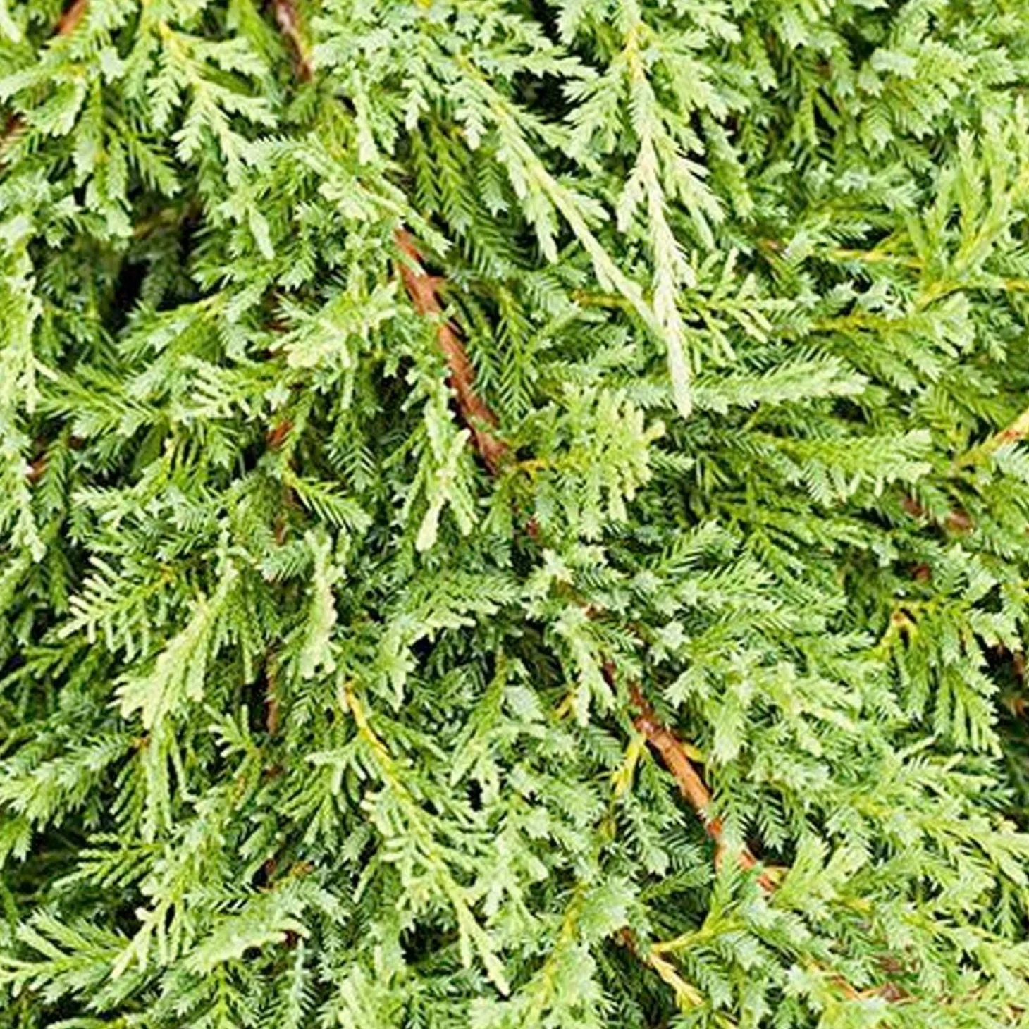 Landscape Plants>Roger's Gardens Juniperus H. 'Prince Of Wales' - Prince Of Wales' - Prince Of Wales Juniper - 2