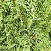 Landscape Plants>Roger's Gardens Juniperus H. 'Prince Of Wales' - Prince Of Wales' - Prince Of Wales Juniper - 5