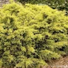 Landscape Plants>Roger's Gardens Juniperus Pfitz. 'sea Of Gold'® Pp - Sea Of Gold Juniper - 1 Gallon