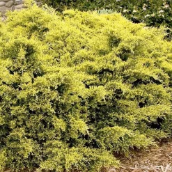 Landscape Plants>Roger's Gardens Juniperus Pfitz. 'sea Of Gold'® Pp - Sea Of Gold Juniper - 5 Gallon