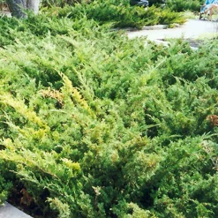 Landscape Plants>Roger's Gardens Juniperus Sabina 'Arcadia' - Arcadia Juniper - 2 Gallon