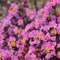 Landscape Plants>Roger's Gardens Lagerstroemia 'Dbl Dynamite'® Pp - Double Dynamite Crape Myrtle - Patio Tree - 5