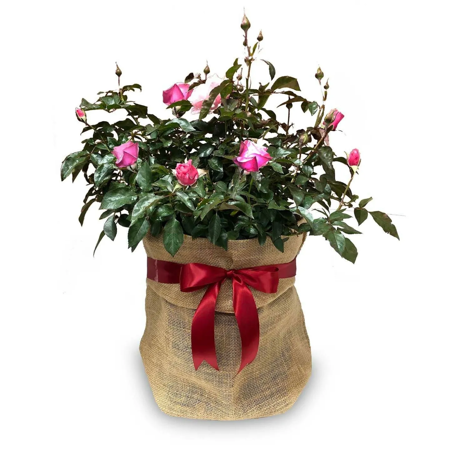 Roses>Roger's Gardens Laguna Arborose - 5 Gallon