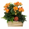Indoor Planted Arrangements>Roger's Gardens Large Tradational Fall Living Centerpiece