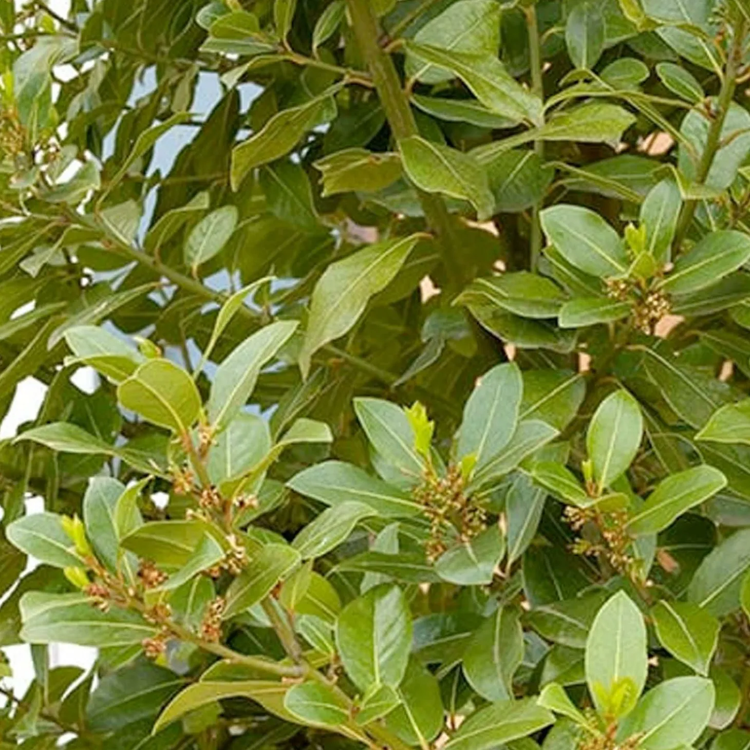 Landscape Plants>Roger's Gardens Laurus Nobilis - Sweet Bay - 1 Gallon
