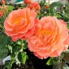 Roses>Roger's Gardens Livin' Easy - 15 Gallon