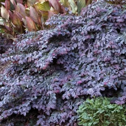Landscape Plants>Roger's Gardens Loropetalum 'sizzling Pink' - Sizzling Pink Fringe Flower - 2 Gallon