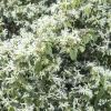 Landscape Plants>Roger's Gardens Loropetalum 'snow Panda' - Snow Panda Fringe Flower - 5 Gallon
