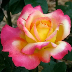 Roses>Roger's Gardens Love & Peace - 5 Gallon