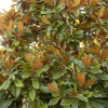 Landscape Plants>Roger's Gardens Magnolia Grandiflora 'Bracken' - Bracken's Brown Beauty Magnolia - 7 Gallon