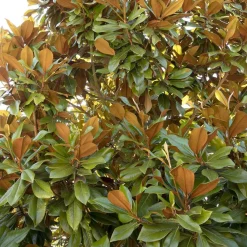 Landscape Plants>Roger's Gardens Magnolia Grandiflora 'Bracken' - Bracken's Brown Beauty Magnolia - 7 Gallon